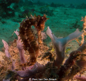 seahorse in pink by Marc Van Den Broeck 